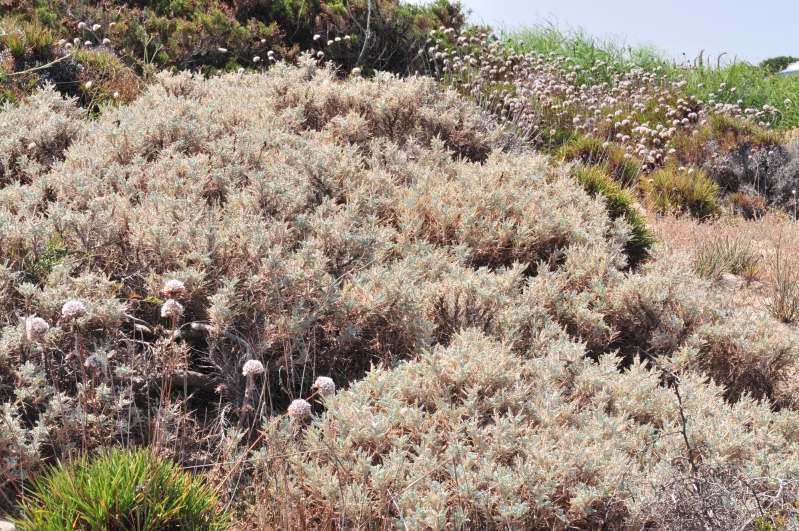 Astragalus terraccianoi / Astragalo di Terracciano